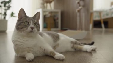 Gri ve beyaz kedi ahşap bir zeminde uzanıyor, dikkatli görünüyor, yumuşak doğal ışıkla sıcak bir kapalı ortamda