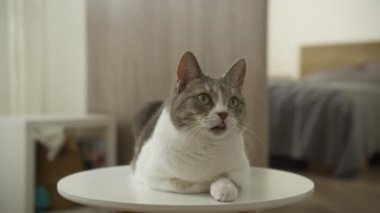 Sevimli gri ve beyaz kedi, beyaz bir masanın üzerinde dikkatlice oturuyorlar.