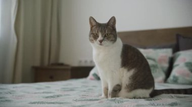 Gri ve beyaz bir kedi yatağın üzerinde oturuyor. Pençesini yalayarak kendini tımar ediyor.