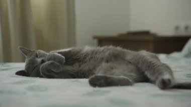 Tüylü gri bir kedi rahat bir şekilde yatakta uzanıyor, evde huzurlu ve sakin bir anın tadını çıkarıyor.