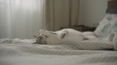 Kedi bir yatakta uzanıyor, kendini tımar ediyor, huzurlu bir yatak odasında, yumuşak ışık ve rahat dekorla..
