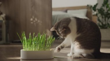 Meraklı bir kedi, sıcak bir oturma odasında taze çimenlerle oynuyor. Güneş ışığı içeri süzülüyor..