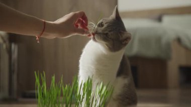 Meraklı bir kedi, bir insan eli tarafından tutulan çimenleri kokluyor. Sıcak, güneşli bir odada, kapalı bir çimen konteynırının yanında oturuyor.