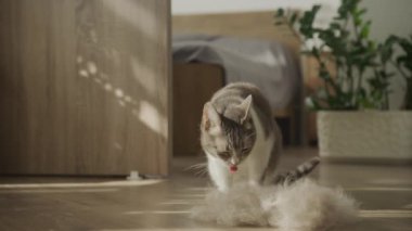 Meraklı bir kedi yerde bir kürk yığını teftiş, yumuşak doğal ışık aydınlatan kapalı bir sahne.