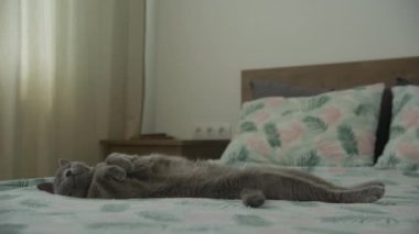 Gri evcil kedi sırt üstü uzanıyor, rahat bir şekilde yatak odasında dinleniyor..