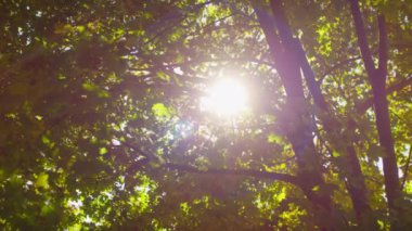 Güneş ışığı yemyeşil sonbahar yaprakları arasında parlar, dingin, doğal bir tepe örtüsü etkisi yaratır..