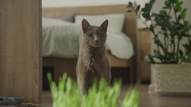 Gri kedi, sıcak ve iyi dekore edilmiş bir evin içinde, taze kedi otunun yanında duruyor..