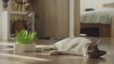 Gri ve beyaz kedi yerde, taze kedi otlarının yanında uzanıyorlar. Huzurlu, rahat bir ev ortamında..