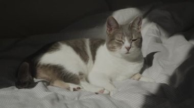 Bir kedi, sıcak güneş ışığında, yarı kapalı bir şekilde, rahat bir anın tadını çıkararak, bir yatakta huzur içinde uzanır..