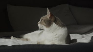 Yatakta uzanan bir kedinin yan profili, pencereden içeri süzülen sıcak güneş ışığının tadını çıkarıyor..