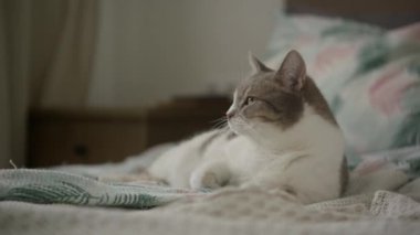 Sakin bir kedi yumuşak desenli bir yatakta uzanıyor, rahat bir ortamda huzur içinde bakıyor, rahatlık ve rahatlık saçıyor..