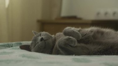 Huzurlu gri bir kedi yumuşak bir yatakta mışıl mışıl uyuyor, rahat ve huzurlu bir anı yakalıyor, sessiz bir ev ortamında..