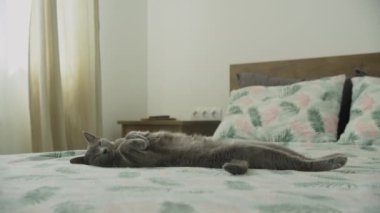 Huzurlu, gri bir kedi yatağın üzerine uzanmış, sakin, güneşli bir odada güneşleniyor, evdeki huzuru vurguluyor..