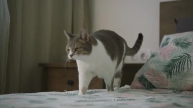 Canlı bir kedi yatak desenli bir yatakta yürüyor, evin içinde neşeli bir enerji sergiliyor..