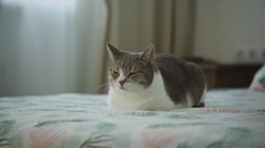 Rahatlamış bir kedi, rahat bir şekilde yatağında oturur. Yatağı desenli, sakin, aydınlık, kapalı bir ortamda..