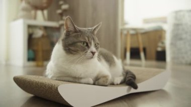 Modern bir kazı kazan tahtasının üzerinde sakin bir kedi uzanır. Parlak, rahat bir odada, çağdaş mobilyalar ve dekorlarla çevrili..