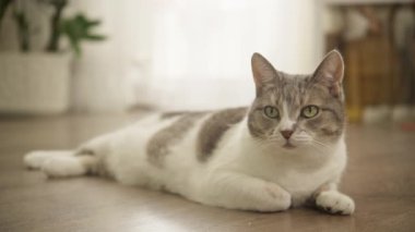 Rahat bir kedi, ahşap bir zeminde uzanıyor, sakin bir şekilde, kapalı bir alanda, huzurlu ve davetkar bir atmosfer yaratıyor..