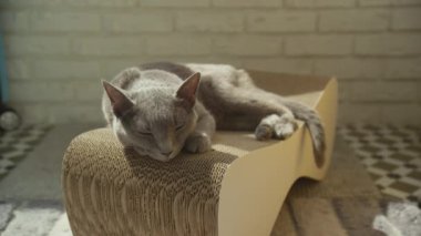 Gri bir kedi, ev ortamında yumuşak güneş ışığının tadını çıkaran eşsiz bir kedi dinlenme yerinde huzur içinde yatar..