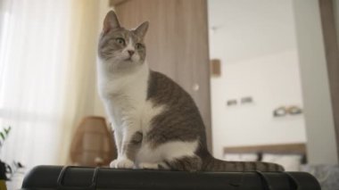 Meraklı bir kedi, sıcacık bir yuva ortamında, sıcak doğal ışıkla çevrili, siyah bir yüzeyde dikkatlice oturur..