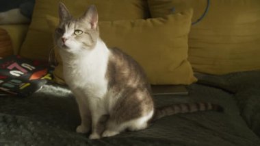 Rahat bir evcil kedi kanepede oturuyor, sıcak güneş ışığıyla yıkanmış, arka planda yastıklar var..