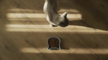 Kedi, ahşap bir zeminde, mavi bir yemek kasesinin yanında duruyor. Pencereden güneş ışığı akıyor..