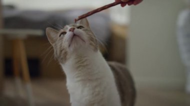 Meraklı kedi, sıcak bir evde elle sunulan bir ikramın kokusunu alıyor ve yiyor..