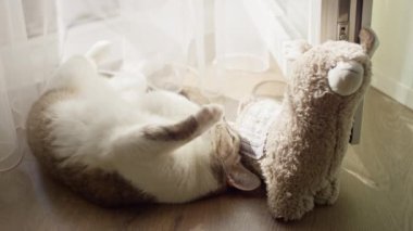 Sevimli kedi uzanıyor ve pencerenin yanındaki sıcak güneş ışığında pelüş bir oyuncakla oynuyor..
