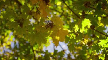 Dallardaki yeşil ve sarı sonbahar yapraklarının detaylı bir görüntüsü, canlı bir bokeh arkaplanı oluşturur.