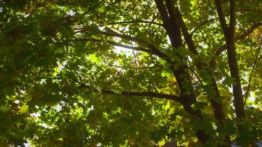 Akçaağaç yapraklarının yemyeşil gölgesinde akan güneş ışığı, sakin bir sonbahar ortamında benekli ışık desenleri oluşturur..