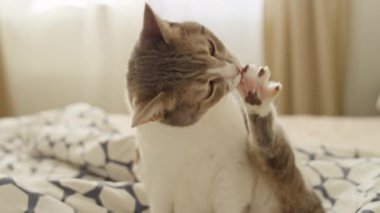 Sevimli kedi patilerini temizlerken yumuşak, doğal güneş ışığıyla desenli bir yatakta uzanır..