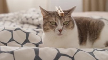 Oyuncak kedi, doğal güneş ışığı altında desenli bir yatakta uzanırken ahşap bir mandalı vuruyor..