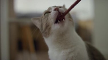 Şakacı bir kedi, bir ziyafeti ısırıyor. Kapalı alanda yumuşak bir odak arka planıyla yakın plan çekiliyor..