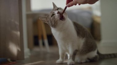 Sıcak bir yuva ortamında bir insan eli tarafından sunulan ziyafeti hevesle ısıran bir kedi..