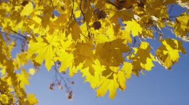 Dallardan sarkan parlak sarı akçaağaç yapraklarının yakın planında açık mavi bir gökyüzü var..