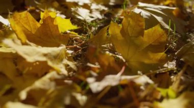 Düşen sarı akçaağaç yapraklarının yakın plan görüntüsü çimenlere saçılmış, sonbahar yapraklarının dokusunu gözler önüne seriyor..