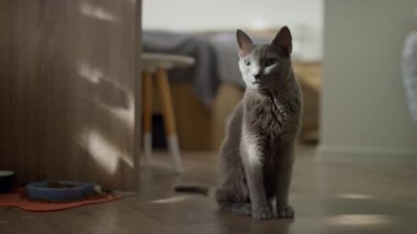 Zarif gri kedi, sıcak ve aydınlık bir odada sessizce oturuyor. Ahşap zeminde gölgeler ve ışıklar oynuyor..
