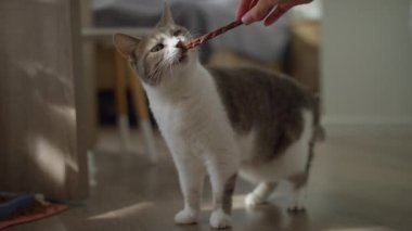 Şirin kedi ahşap zeminde duruyor. Yumuşak bir odada bir el tarafından tutulan ziyafeti hevesle kemiriyor..