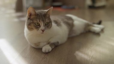 Tekir ve beyaz kedi, yumuşak doğal ışıkta, ahşap bir zeminde sakince dinleniyor, sakin bir iç mekan görüntüsü sergiliyorlar..