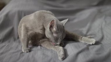 Gri kedi tüylerini titizlikle tararken yumuşak ışıklandırması ve rahat bir atmosferi olan rahat bir yatakta oturuyor..