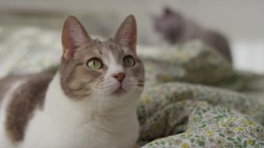 Yeşil gözlü, meraklı bir evcil kedi, arka planda bulanık başka bir kedi, yumuşak ışıklı bir yatak odasında çiçek yatak örtüsü üzerinde dikkatle yatıyor..