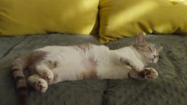 Rahat bir evcil kedi, yeşil kumaşlı ve sarı yastıklı yumuşak bir kanepede sırt üstü uzanıyor, gün ışığında sıcak bir anın tadını çıkarıyor..