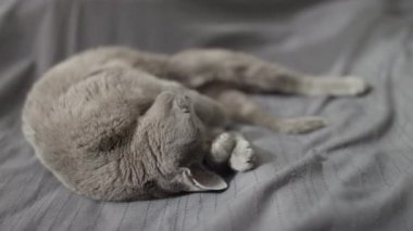 Gri evcil bir kedi komik ve benzersiz bir poz veriyor, yumuşak gri bir battaniyenin üzerinde uzanıyor..