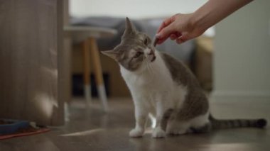 Evcil bir kedi, insan eliyle sunulan bir hediyeye uzanıyor. Kapalı bir ortamda, ahşap bir zeminde oturuyor..