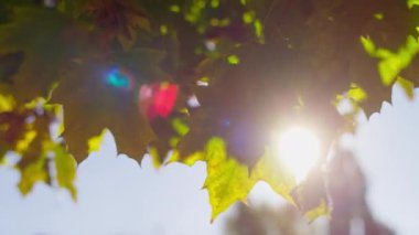 Sonbahar yapraklarının yakını güneş ışığıyla aydınlatılıyor. Renkli lenslerin yansıması sıcak ve rüya gibi bir atmosfer yaratıyor..
