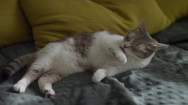 Arka planda renkli yastıklar olan yumuşak bir yatakta uzanırken tüylerini temizleyen bir kedi..