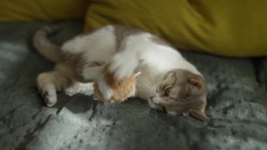 Oyuncak bir kedi yumuşak bir yatakta oyuncağını vuruyor, doğal ışıkta dinlendirici bir anın tadını çıkarıyor..
