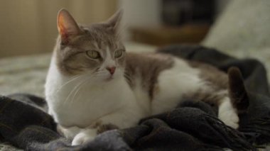 Huzurlu bir evcil kedi yumuşak bir battaniyenin üzerinde uzanıyor, evde huzurlu bir anın tadını çıkarıyor..