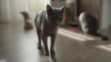 Zarif, gri bir kedi, ahşap bir zeminde duruyor. Yumuşak doğal ışıkla aydınlatılmış, bulanık bir arka planı var..