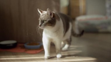 Güneş ışığında yüzen kürk parçacıkları ile parlak bir iç mekanda tüylerini sallayan bir kedi..