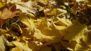 Düşen sarı sonbahar yapraklarının yakın çekimi orman zeminini kaplıyor, sıcak güneş ışığının tadını çıkarıyor..